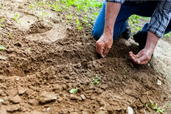 Guia Completo de Manutenção do Jardim para Iniciantes e Jardineiros Experientes: Do Plantio à Colheita