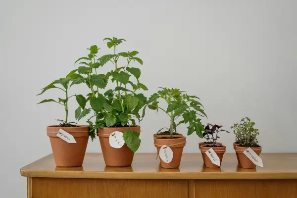 Horta em vasos para a sua varanda para cultivar vegetais e ervas mesmo em espaços reduzidos