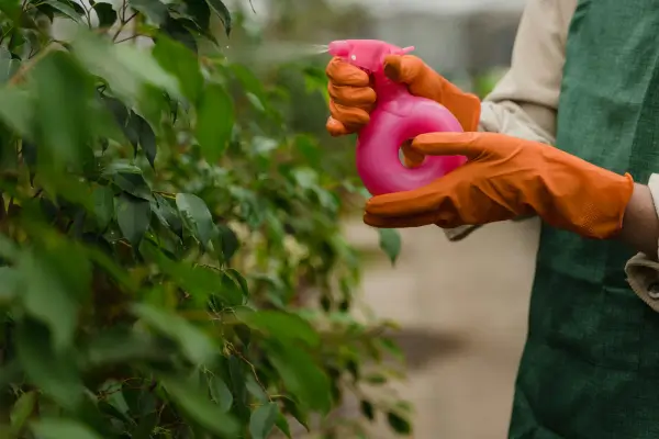 Defensivos naturais para proteger sua horta de infestações