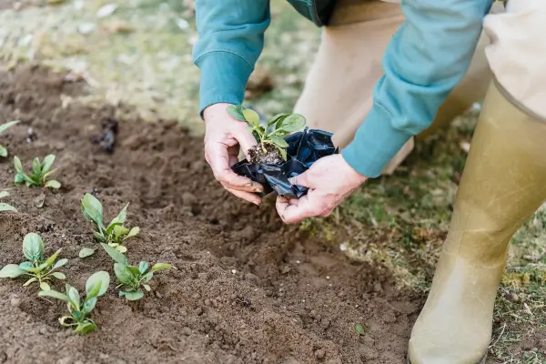 Rotação de culturas para agricultores caseiros: dicas para manter sua horta o ano todo