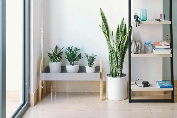 As melhores plantas para cultivar em ambientes com pouca luz