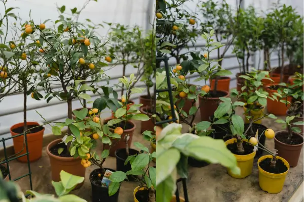 O guia prático para o cultivo de plantas frutíferas em vasos