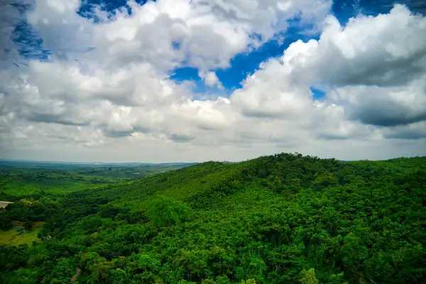 Transforme seu jardim com plantas nativas do seu bioma: benefícios e sugestões