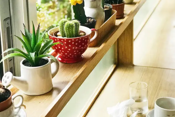 Plantas suculentas em casa para cuidar e decorar com estilo