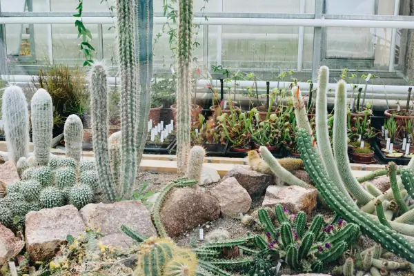 Plantas de baixa manutenção para um jardim prático e belo