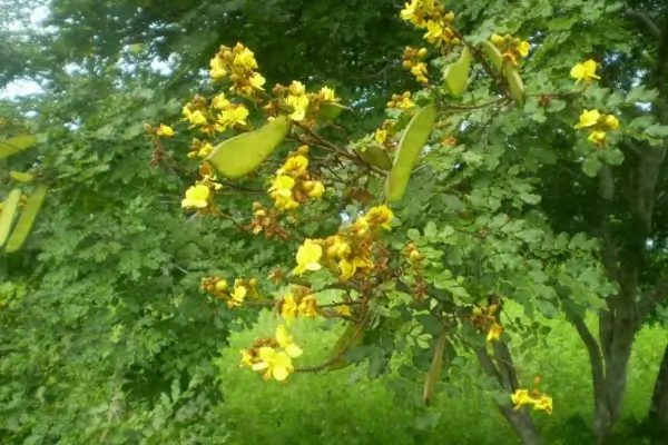 10 opções de plantas para atrair beija-flores para o Bioma Caatinga para o seu quintal