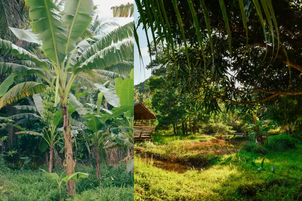 Horta agroflorestal de pequena escala para residências em zonas rurais, benefícios e como implementar