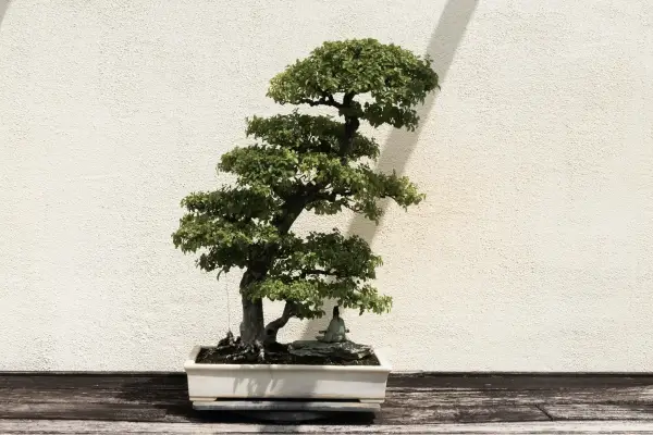 Técnicas de estilização em bonsai para modelagem de árvores miniaturas em ambientes domésticos