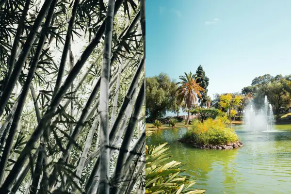 Plantas e elementos que criam paisagens auditivas para relaxamento, Jardins Sonoros