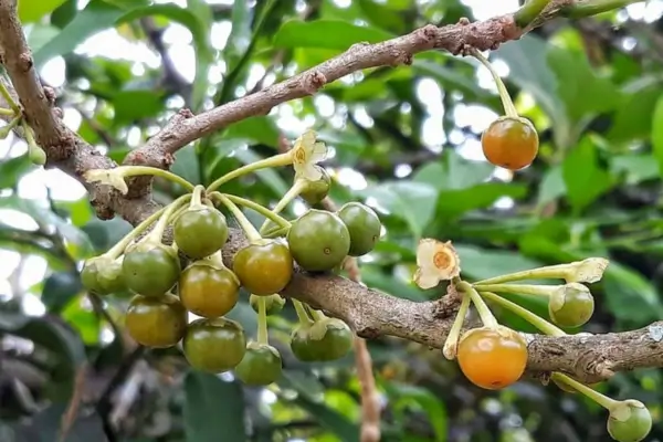 Incorporação da árvore da fruta do Sabiá para sombreamento e atração de fauna nativa em praças públicas