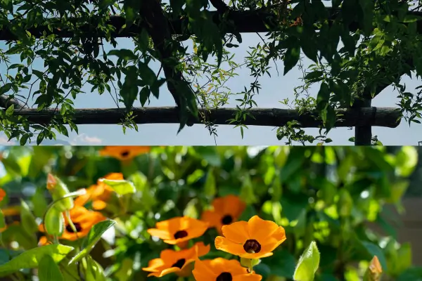 Plantas trepadeiras floríferas para embelezar pergolados em quintais pequenos