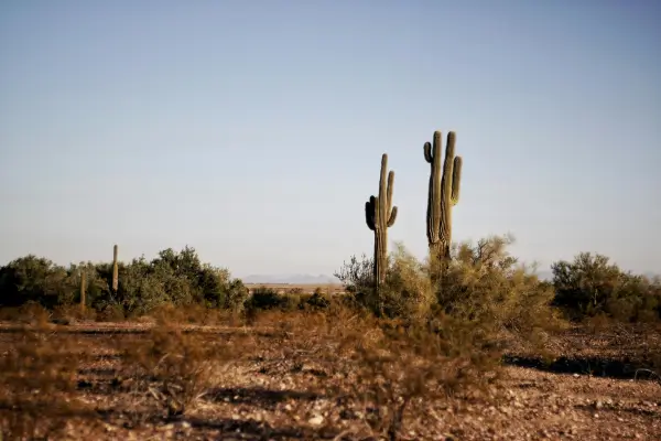 Cactos resilientes para jardins de desertos em regiões áridas