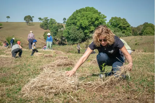 Paisagismo com plantas de baixo custo para comunidades rurais em processos de reflorestamento