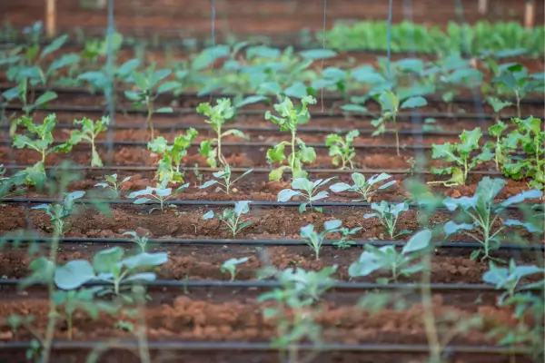 Irrigação por gotejamento em hortas para produção de óleos essenciais em pequenas propriedades