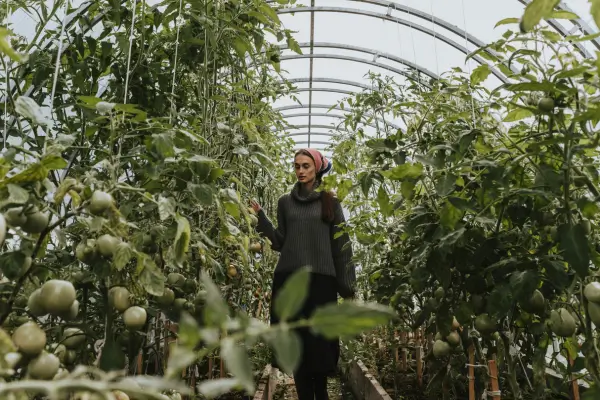 Cultivo de tomates orgânicos em estufas caseiras para produção de molhos artesanais no inverno