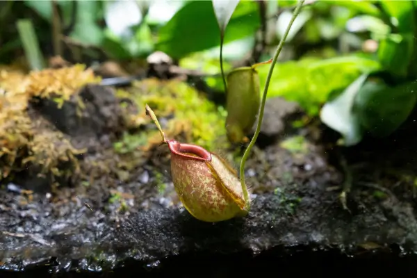 Espécies raras de plantas carnívoras para colecionadores avançados em regiões subtropicais