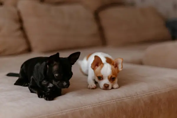 cachorros pequenos para apartamento